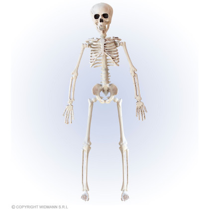 Skelett 40cm Deko