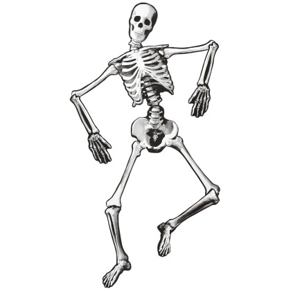 Bewegliches Skelett 134 Cm