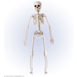 Skelett 40cm Deko