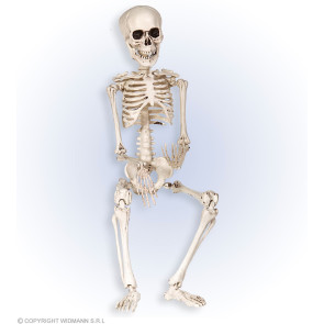 Skelett 50cm Deko