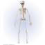 Skelett Beweglich 40 Cm
