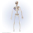 Skelett Beweglich 40 cm Bild / Ansicht 1