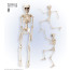 Skelett Beweglich 50 Cm