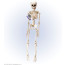 Skelett Beweglich 50 cm Bild / Ansicht 1